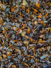 colorful autumn carpet of leaves