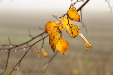 Gałązka olchy z żółtymi liśćmi i lekkimi kropelkami w tle pole i mgła.