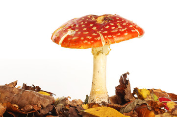 Fly agaric in leaves
