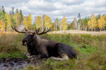 Wild male moose in the forest during fall. Crossing moose on streets cause accidents, that are...
