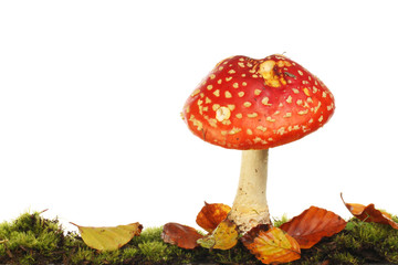 Single fly agaric mushroom