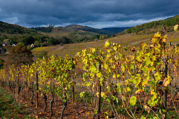 Herbstliche Reblandschaft im Elsass, Frankreich