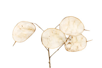 Honesty seed pods