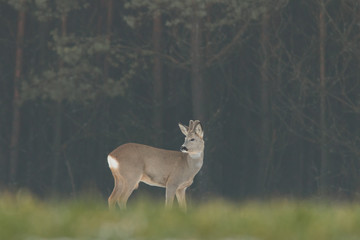 Roebuck - buck (Capreolus capreolus) Roe deer - goat