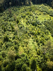 Naklejka premium Aerial Drone Photo of the Countryside Forest, Top Down View in Sunny Summer Day