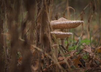 parasol mushroom