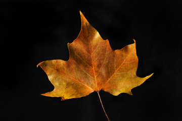 Autumnal plane tree leaf against black