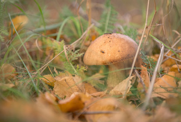 boletus