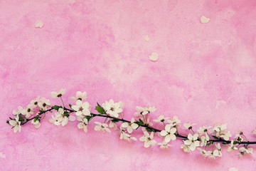 White cherry spring flowers on the grunge pink cement background with copyspace. Seasonal and greeting concept.