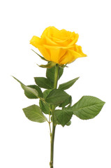 Yellow rose flower and foliage