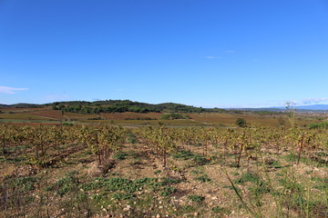 Fototapeta na wymiar vigne en automne dans les corbières