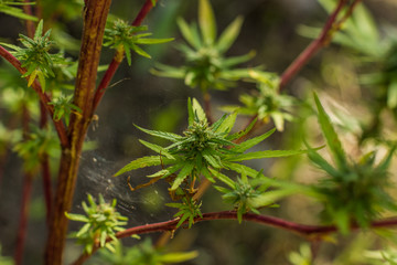 cannabis plant and leaves on garden floral natural area legal or illegal drugs object depends on country