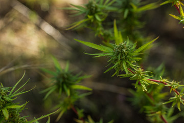 cannabis plant and leaves on garden floral natural area legal or illegal drugs object depends on country