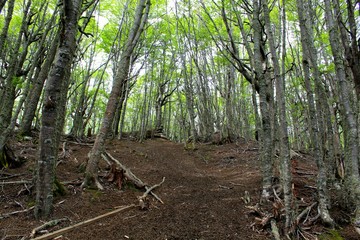 Way  tho  the  forest