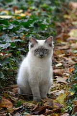 junge hauskatze, portrait mit blickkontakt