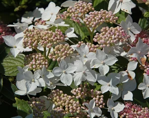 Afwasbaar Fotobehang Hydrangea Hortensia paniculata confetti