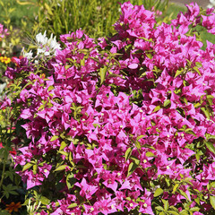 Fototapeta premium Bougainvillier