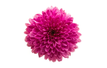 Zelfklevend Fotobehang chrysanthemum isolated © ksena32