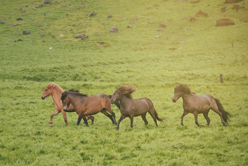 Naklejka na ściany i meble Herd of icelandic chestnut horses riding on the green meadow in Iceland