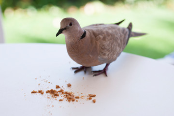 Голубь / Pigeon