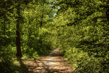 Summer green forest with path, natural outdoor seasonal background.