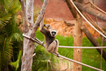 Обезьяна / Monkey