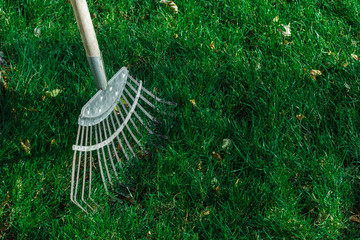 rakes stand on a green lawn