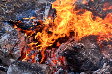 Burning fire. The bonfire burns in the forest. Texture of burning fire. Bonfire for cooking in the forest. Burning dry branches. Tourist fire in the forest. Eating on fire. Texture of burning branches