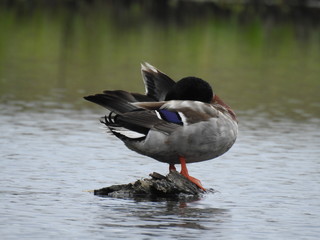 Duck with wing up