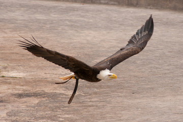 Птица/bird