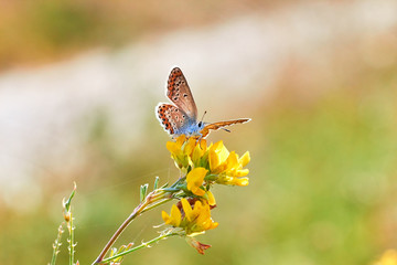 Macro photo of a butterfly close-up. A butterfly sits on a flower. The moth sits on a flower and drinks nectar. A photo of a moth in the grass close up. Butterfly collects floral nectar.