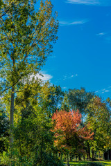 Naklejka premium image of trees on a beautiful autumn day in Voerendaal South Limburg in the Netherlands Holland