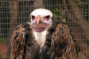 Птица/bird