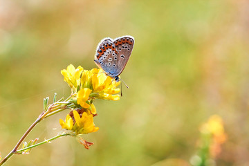 Macro photo of a butterfly close-up. A butterfly sits on a flower. The moth sits on a flower and drinks nectar. A photo of a moth in the grass close up. Butterfly collects floral nectar.