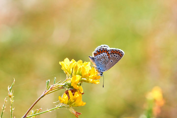 Macro photo of a butterfly close-up. A butterfly sits on a flower. The moth sits on a flower and drinks nectar. A photo of a moth in the grass close up. Butterfly collects floral nectar.