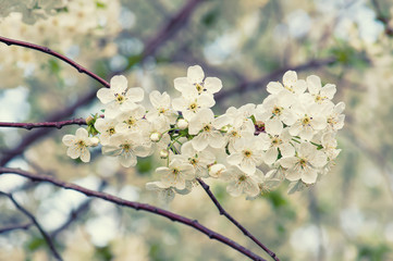Blossoming of cherry flowers in spring time with green leaves and copyspace, macro