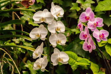 Цветок /  flower