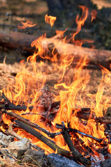 Burning fire. The bonfire burns in the forest. Texture of burning fire. Bonfire for cooking in the forest. Burning dry branches. Tourist fire in the forest. Eating on fire. Texture of burning branches