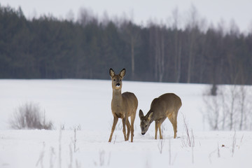 Roebuck - buck (Capreolus capreolus) Roe deer - goat © szczepank