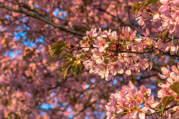 The Japanese cherry (Prunus serrulata) is a species of the genus Prunus in the rose family (Rosaceae). Concept: flowers and plants