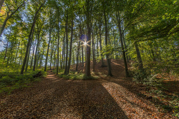 image of sunbeams shining through forest trees with many leaves on the ground in a amazing sunny day in Spaubeek in South Limburg in the Netherlands Holland