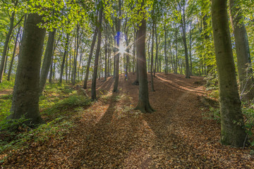 Forest landscape of green trees on hill, sun rays through trunks against blue sky in background, leaves covering ground with cast shadows, sunny autumn day in Spaubeek, South Limburg, Netherlands