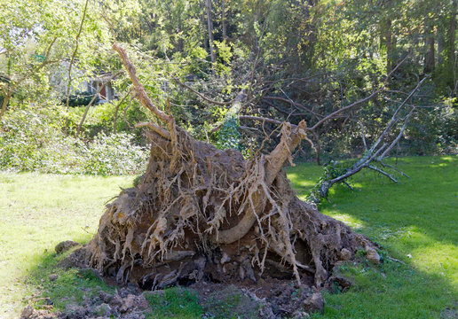 Gnarled Root Ball of a Wind Toppled Pine Tree