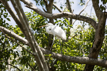 white australian bird