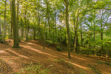 amazing autumn day in the forest with many leaves on the ground in Spaubeek in South Limburg in the Netherlands Holland