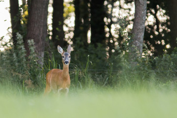 Roebuck - buck (Capreolus capreolus) Roe deer - goat