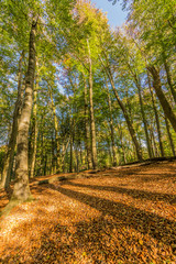 Naklejka premium beautiful autumn day in the forest in Spaubeek in South Limburg in the Netherlands Holland