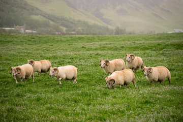 A flock of sheep grazing in a green grass meadow in Iceland