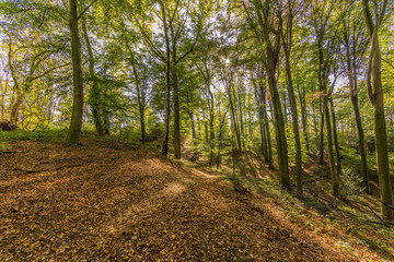 beautiful day of autumn in the forest with dry leaves on the ground in Spaubeek in South Limburg in the Netherlands Holland