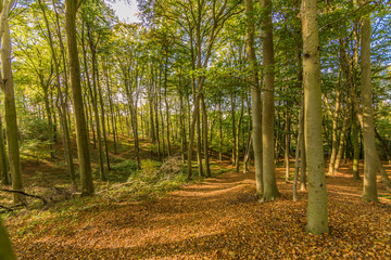 Abundant young trees with yellow green foliage in the forest with a ground covered in dry leaves, magical sunny autumn day with a blue sky in Spaubeek, South Limburg, the Netherlands